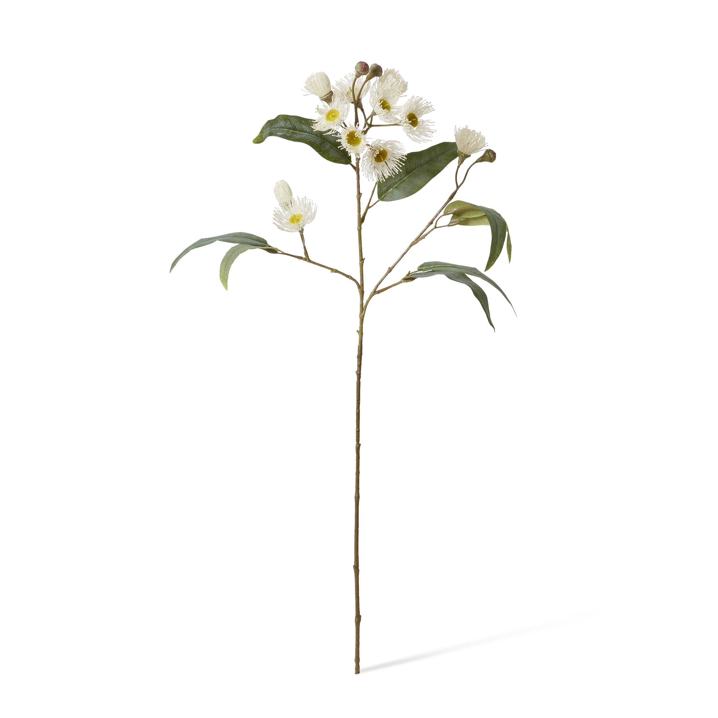White Eucalyptus Flowering Spray