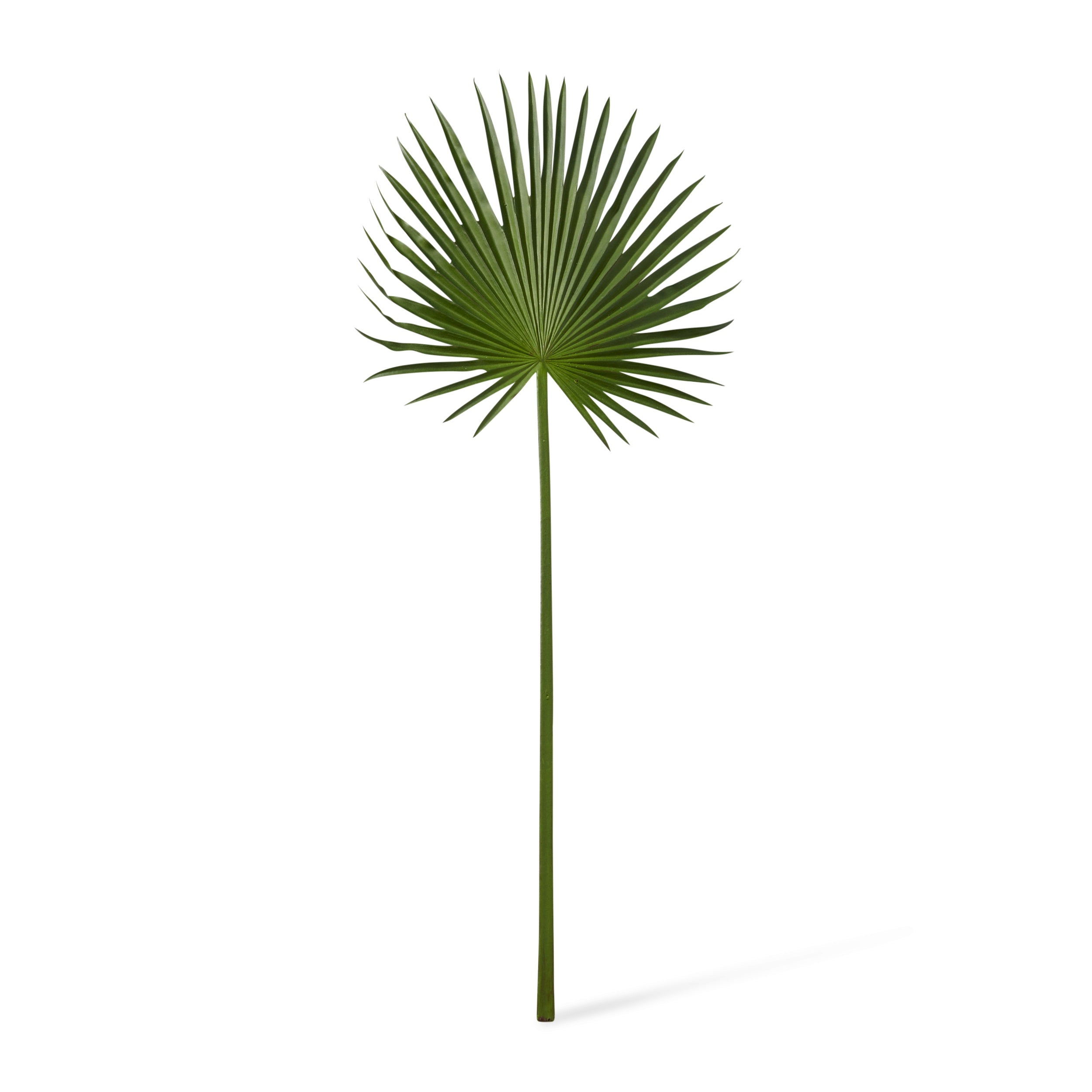 Palm Fan Leaf