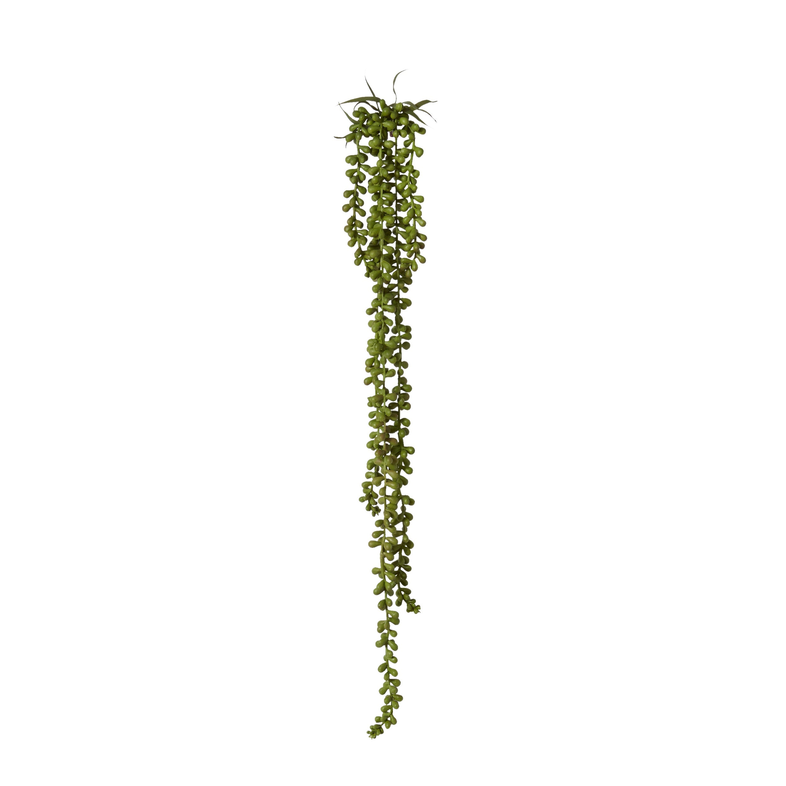 String of Pearls Hanging Plant Large
