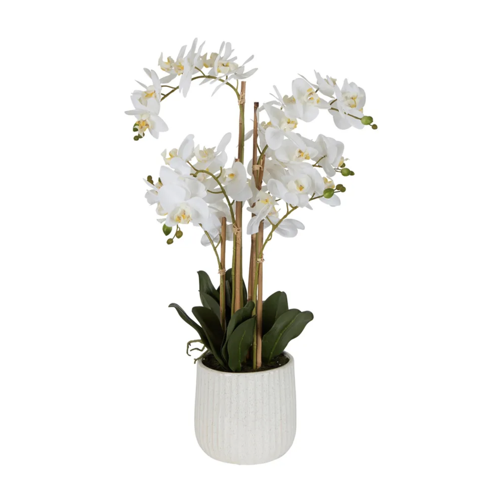 Orchid In Ceramic Pot  71cm