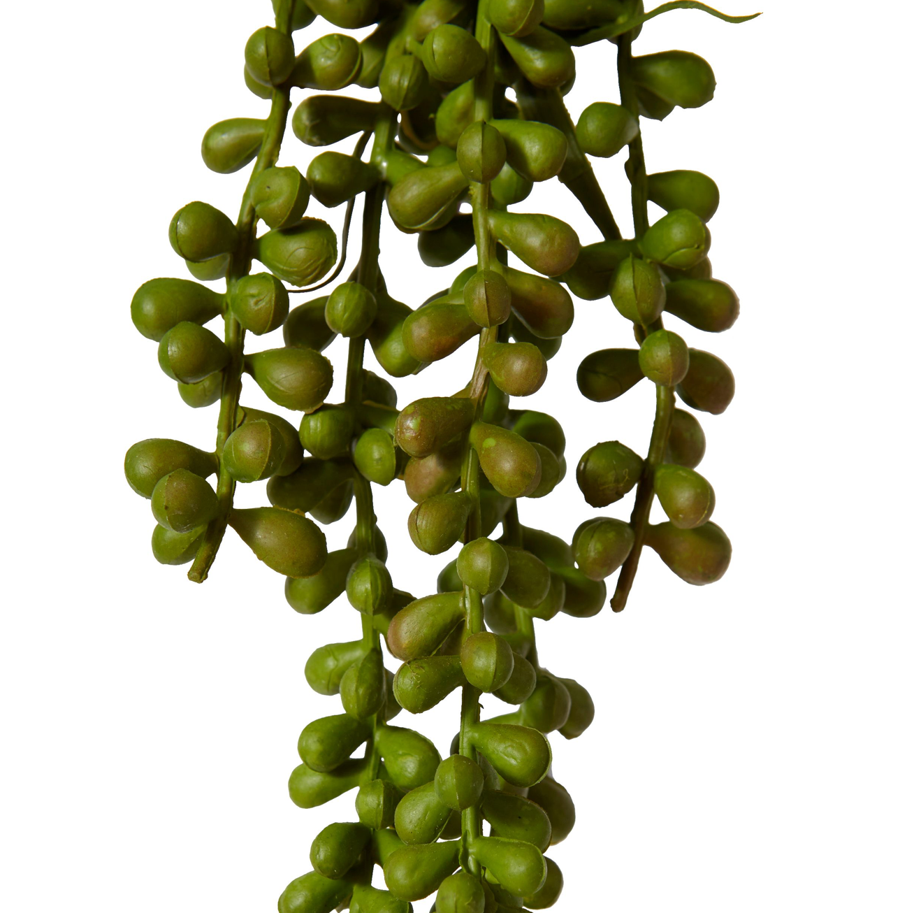 String of Pearls Hanging Plant Small