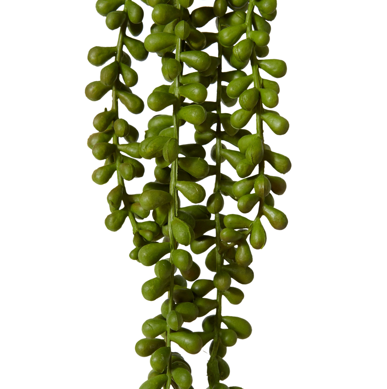String of Pearls Hanging Plant Large
