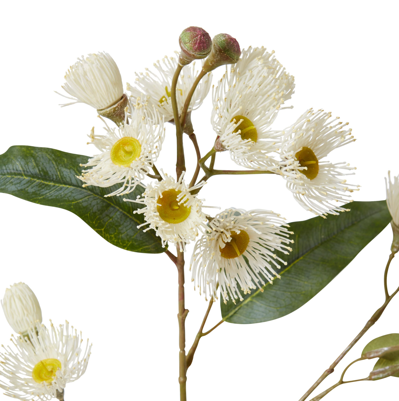 White Eucalyptus Flowering Spray