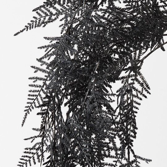 Fern Hanging Bush - Licorice