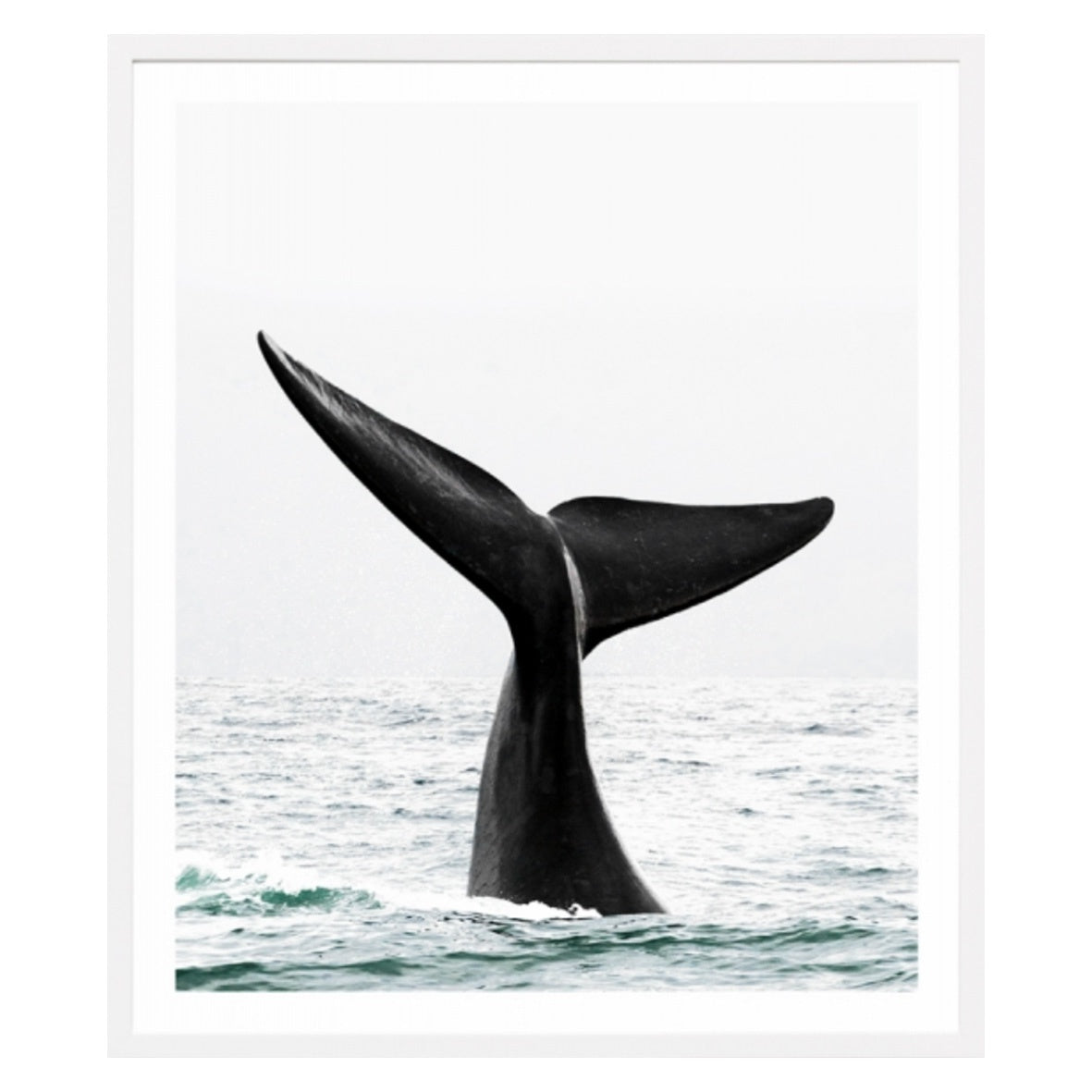 Whale Tail | 6 Sizes